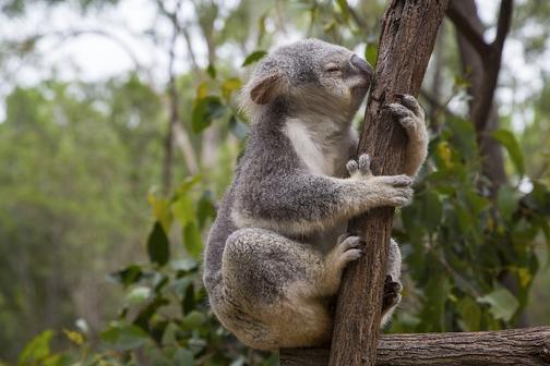 Roztomilá koala