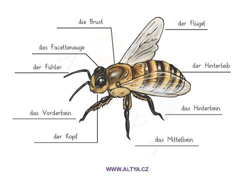 Vzdělávací centrum ALTYA, s.r.o. - Jazyková škola - Brno-střed - ilustrační foto